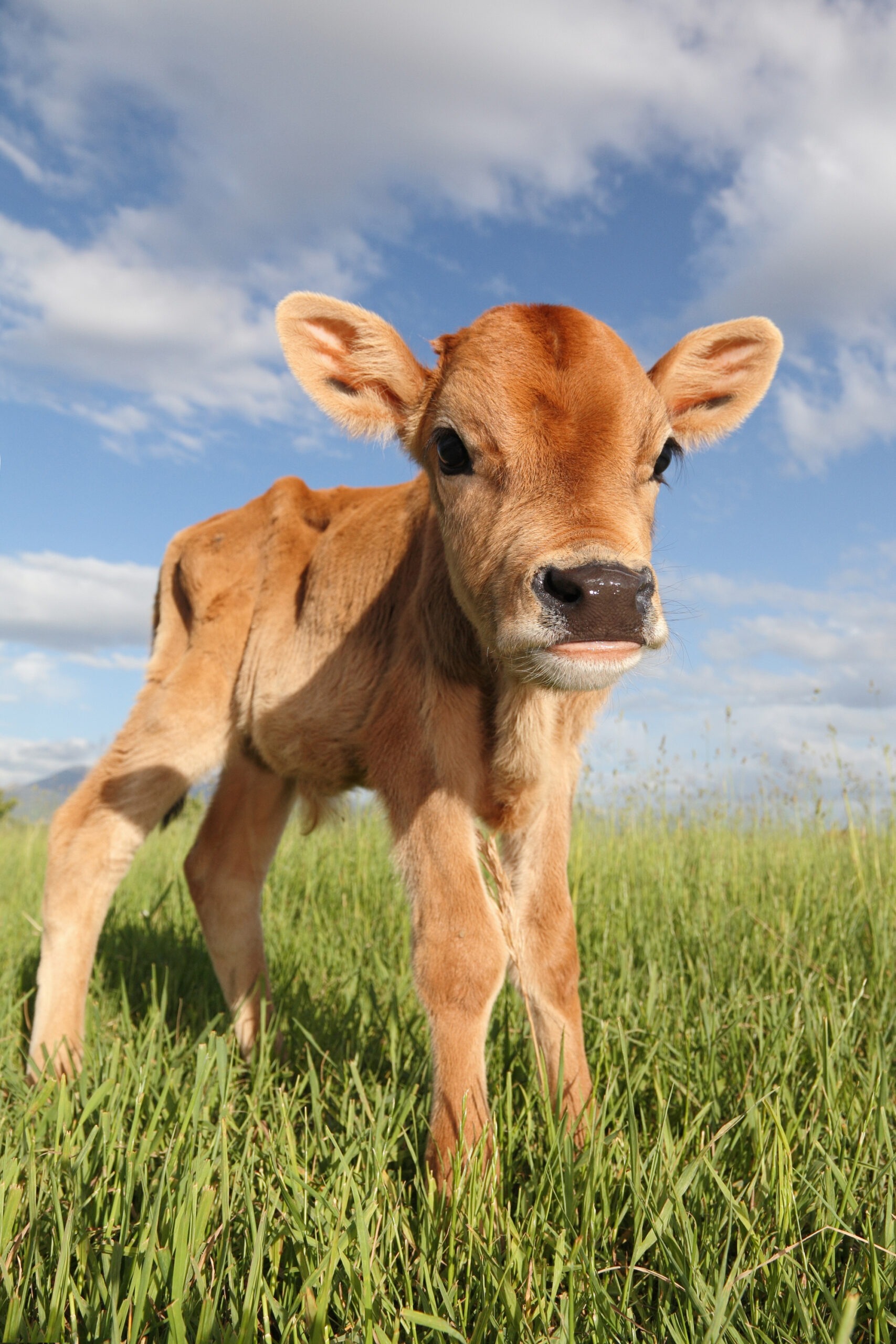 Pretty little calf standing alone in green pasture